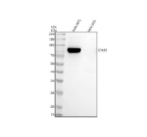 pb9511 stat3 primary antibodies wb testing 3_1