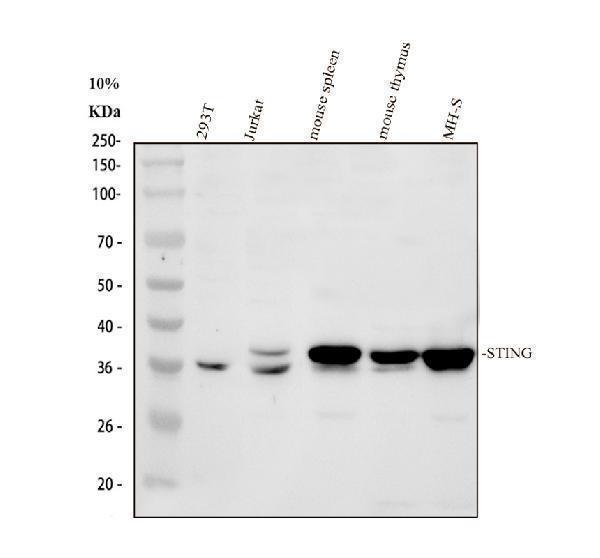 pb9513 sting1 primary antibodies wb testing 1