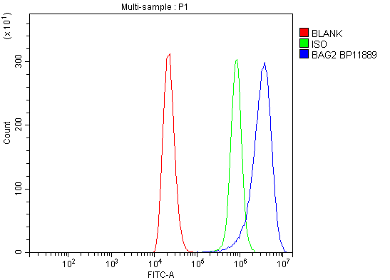 Figure 3. Flow Cytometry analysis of THP-1 cells using anti-BAG2 antibody (PB9524). Overlay histogram showing THP-1 cells stained with PB9524 (Blue line). To facilitate intracellular staining, cells were fixed with 4% paraformaldehyde and permeabilized with permeabilization buffer. The cells were blocked with 10% normal goat serum. And then incubated with rabbit anti-BAG2 Antibody (PB9524, 1 microg/1x106 cells) for 30 min at 20°C. DyLight®488 conjugated goat anti-rabbit IgG (BA1127, 5-10 microg/1x106 cells) was used as secondary antibody for 30 minutes at 20°C. Isotype control antibody (Green line) was rabbit IgG (1 microg/1x106) used under the same conditions. Unlabelled sample without incubation with primary antibody and secondary antibody (Red line) was used as a blank control. Figure 3. Flow Cytometry analysis of THP-1 cells using anti-BAG2 antibody (PB9524). Overlay histogram showing THP-1 cells stained with PB9524 (Blue line). To facilitate intracellular staining, cells were fixed with 4% paraformaldehyde and permeabilized with permeabilization buffer. The cells were blocked with 10% normal goat serum. And then incubated with rabbit anti-BAG2 Antibody (PB9524, 1 microg/1x106 cells) for 30 min at 20°C. DyLight®488 conjugated goat anti-rabbit IgG (BA1127, 5-10 microg/1x106 cells) was used as secondary antibody for 30 minutes at 20°C. Isotype control antibody (Green line) was rabbit IgG (1 microg/1x106) used under the same conditions. Unlabelled sample without incubation with primary antibody and secondary antibody (Red line) was used as a blank control.
