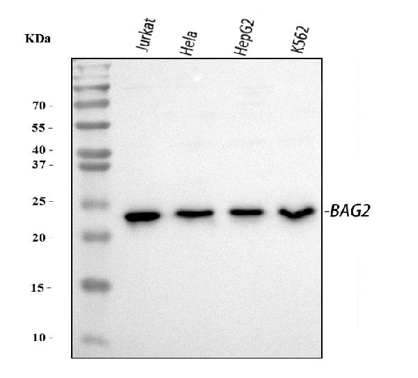 Figure 1. Western blot analysis of BAG2 using anti-BAG2 antibody (PB9524). Electrophoresis was performed on a 5-20% SDS-PAGE gel at 70V (Stacking gel) / 90V (Resolving gel) for 2-3 hours. The sample well of each lane was loaded with 30 ug of sample under reducing conditions. Lane 1: human Jurkat whole cell lysates, Lane 2: human Hela whole cell lysates, Lane 3: human HepG2 whole cell lysates, Lane 4: human K562 whole cell lysates. After electrophoresis, proteins were transferred to a nitrocellulose membrane at 150 mA for 50-90 minutes. Blocked the membrane with 5% non-fat milk/TBS for 1.5 hour at RT. The membrane was incubated with rabbit anti-BAG2 antigen affinity purified polyclonal antibody (Catalog # PB9524) at 0.5 microg/mL overnight at 4°C, then washed with TBS-0.1%Tween 3 times with 5 minutes each and probed with a goat anti-rabbit IgG-HRP secondary antibody at a dilution of 1:5000 for 1.5 hour at RT. The signal is developed using an Enhanced Chemiluminescent detection (ECL) kit (Catalog # EK1002) with Tanon 5200 system. A specific band was detected for BAG2 at approximately 24 kDa. The expected band size for BAG2 is at 24 kDa.