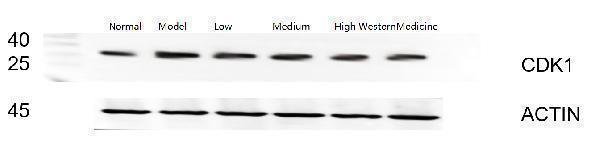pb9533 2 cdk1 primary antibodies wb testing 1