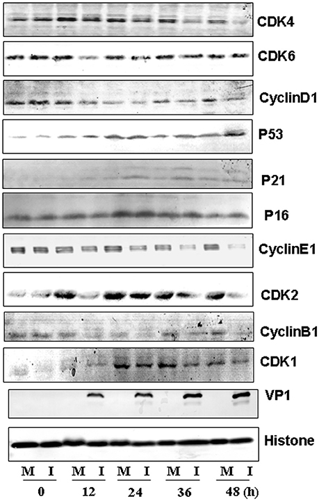 Western blot analysis of cell-cycle related proteins