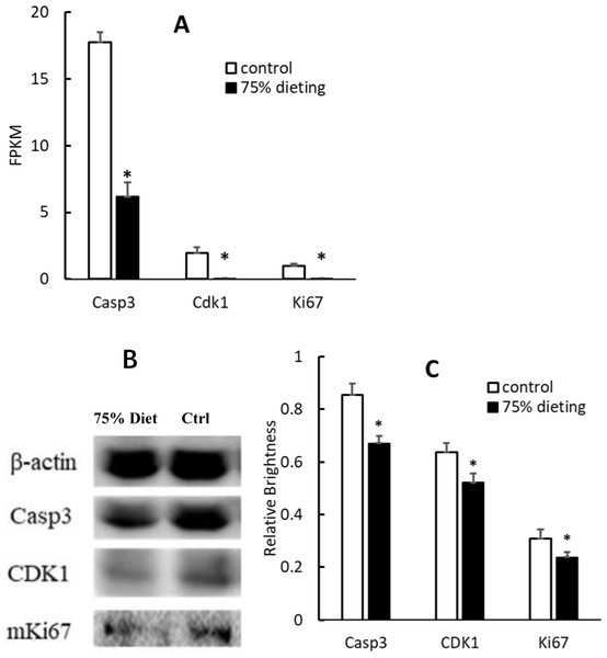 Down-regulation of gene products associated with the cell cycle pathway in 75% dieting KDY rats’ liver for 2 weeks (mean + STDEV