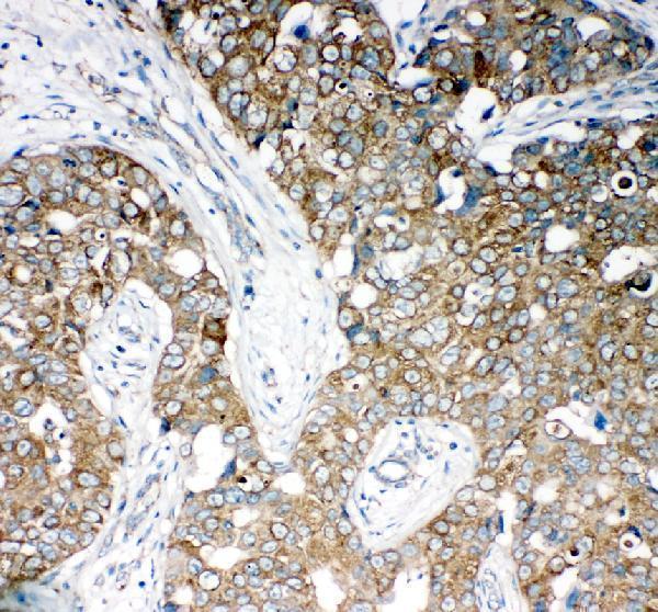 pb9539 comt primary antibodies ihc testing 1