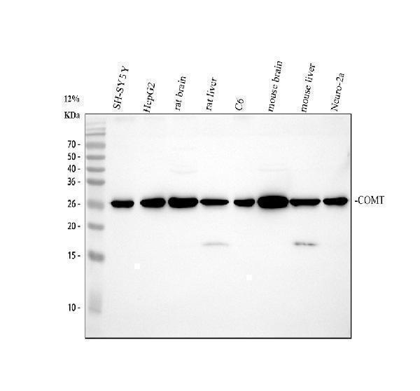 pb9539 comt primary antibodies wb testing 1_1