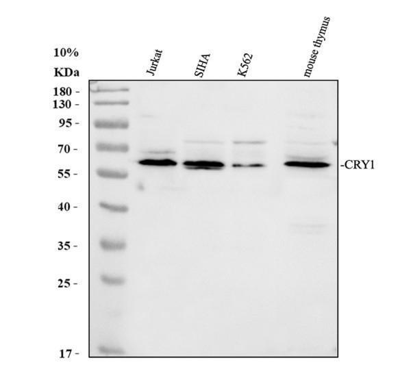 pb9540 cry1 primary antibodies wb testing 1