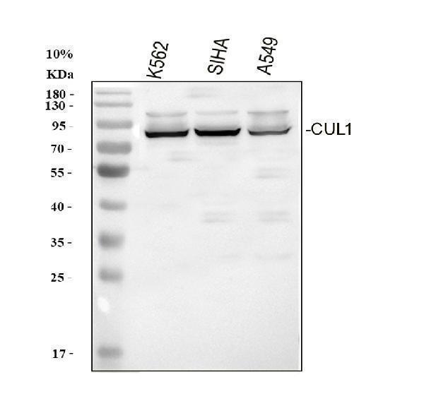 pb9542 cul1 primary antibodies wb testing 1