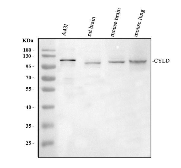 pb9543 cyld primary antibodies wb testing 1