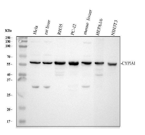 Western blot analysis of CYP1A1 using anti-CYP1A1 antibody (PB9544)