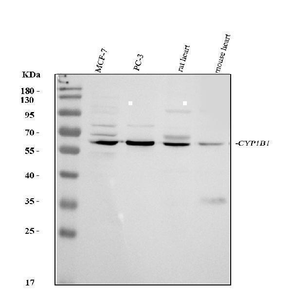 pb9546 cyp1b1 primary antibodies wb testing 1