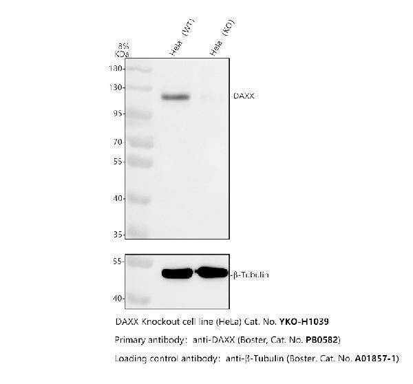 pb9550 daxx primary antibodies wb testing 2