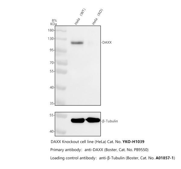 pb9550 daxx primary antibodies wb testing 2_1