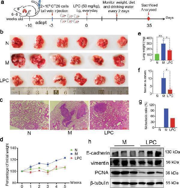 pb9561 41419_2022_5482_fig2_html