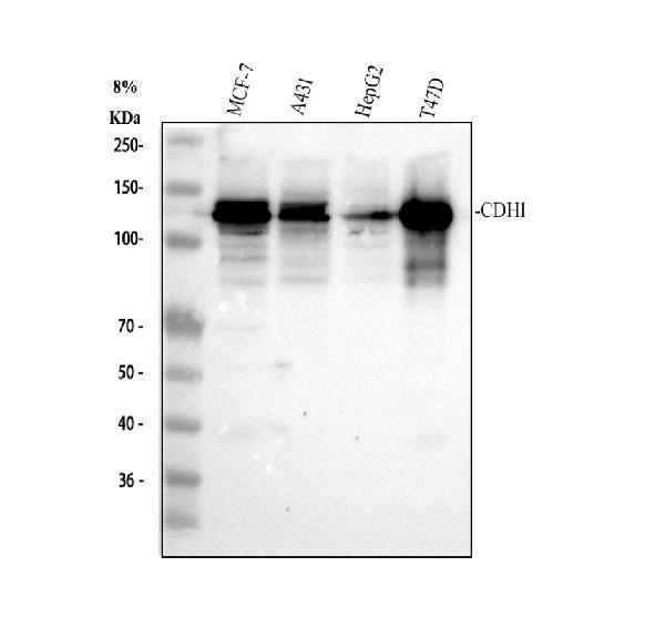 pb9561 cdh1 primary antibodies wb testing 1
