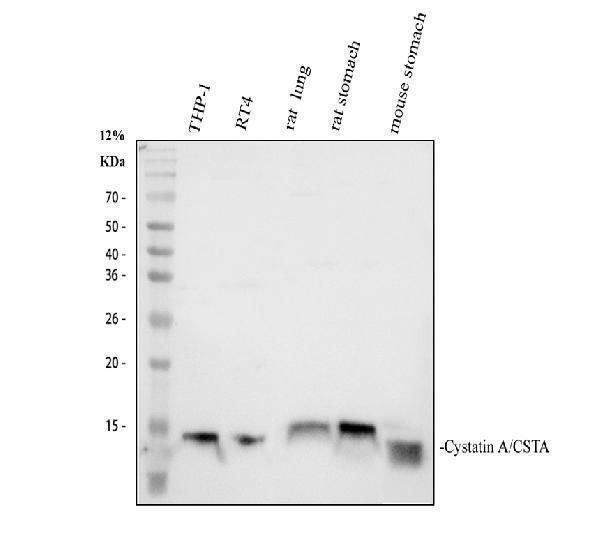 pb9564 csta primary antibodies wb testing 1