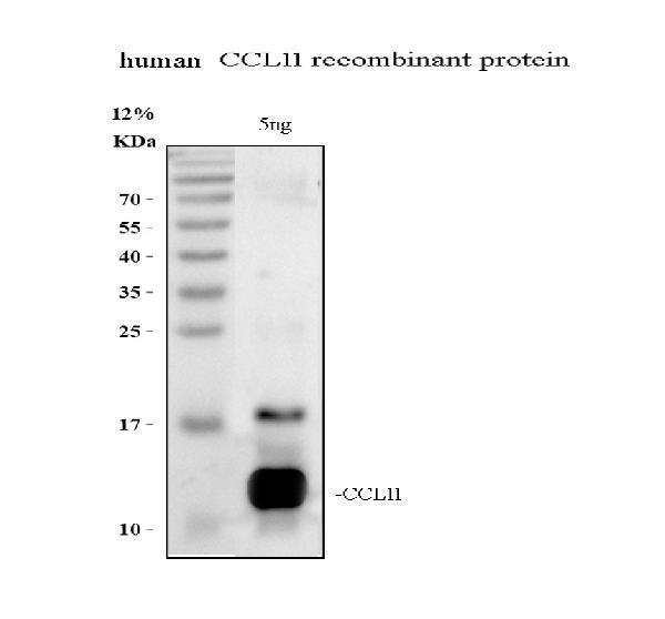 pb9569 ccl11 primary antibodies wb testing 1