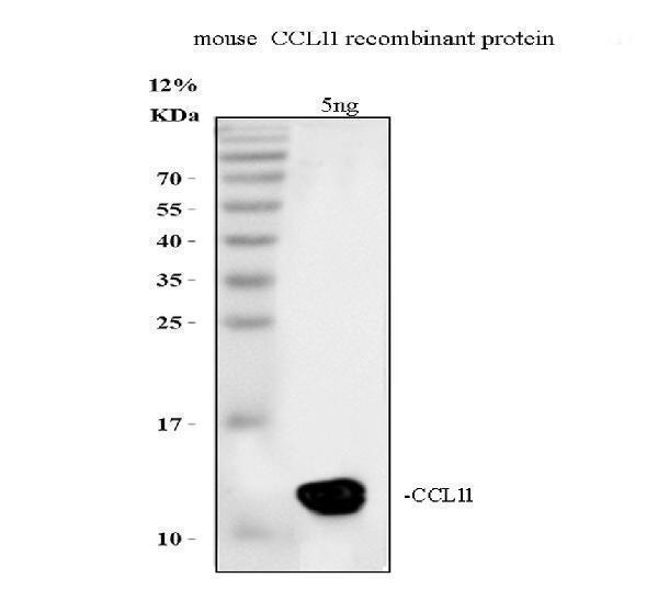 pb9569 ccl11 primary antibodies wb testing 2