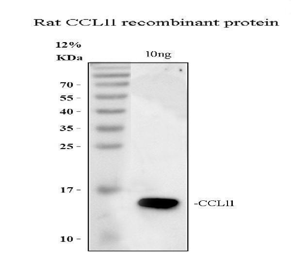 pb9569 ccl11 primary antibodies wb testing 3