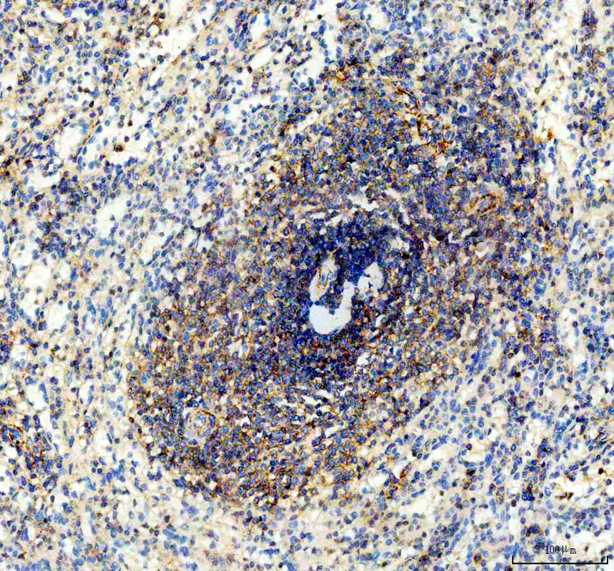 pb9572 ccl4 primary antibodies ihc testing 1