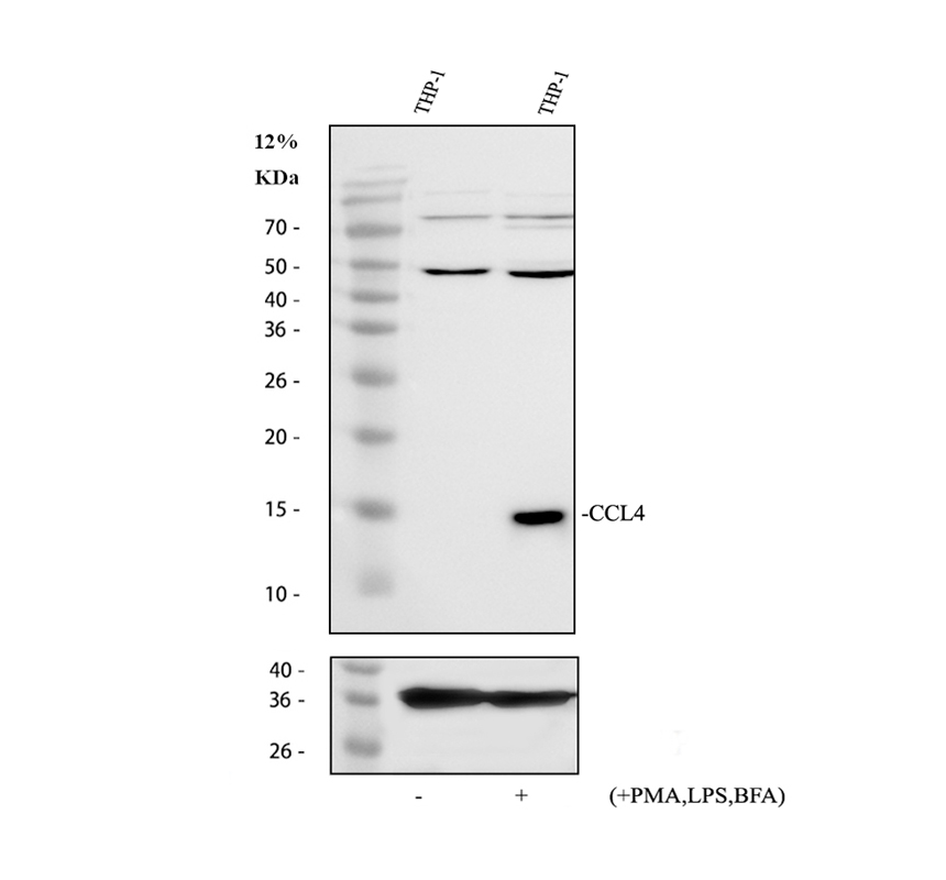 pb9572 ccl4 primary antibodies wb testing 1