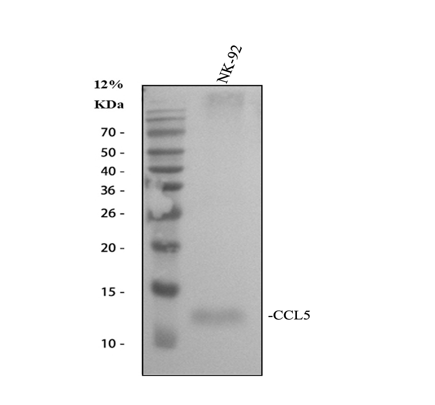 pb9573 ccl5 primary antibodies wb testing 2