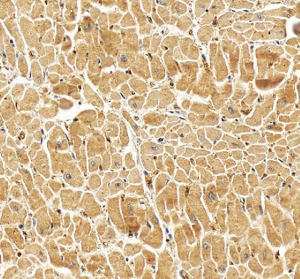 IHC analysis of Cryptochrome 2/CRY2 using anti-Cryptochrome 2/CRY2 antibody (PB9576)