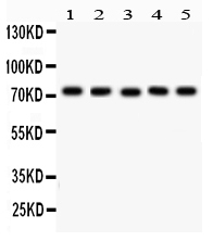 Anti-EED Antibody Picoband&reg;
