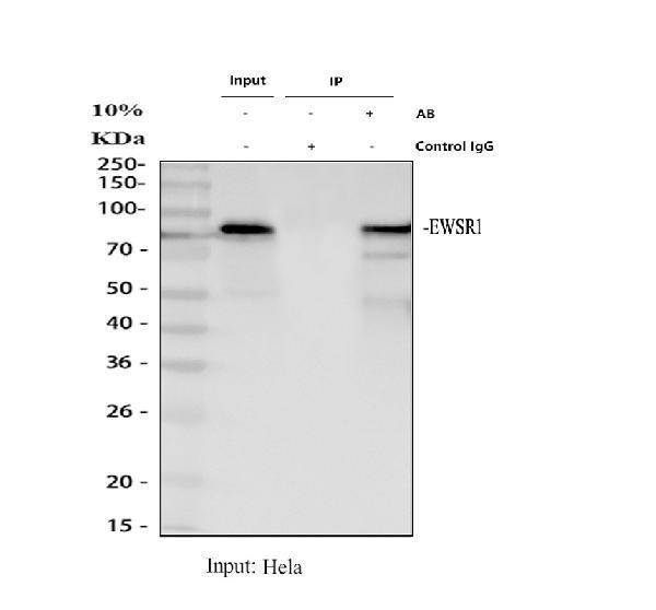 pb9585 ewsr1 primary antibodies ip testing 1