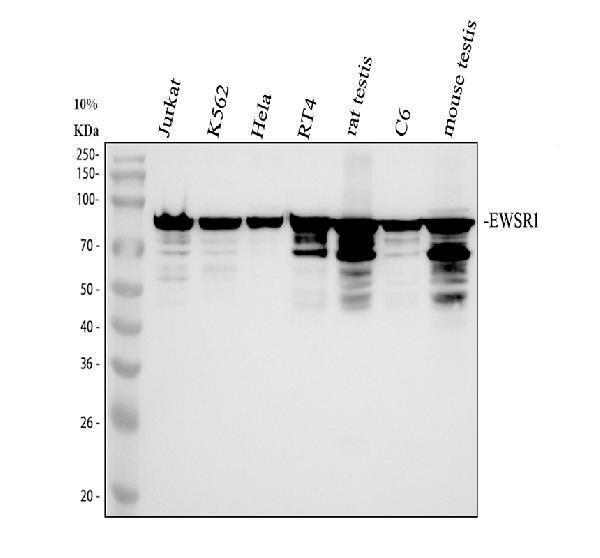 pb9585 ewsr1 primary antibodies wb testing 1_1