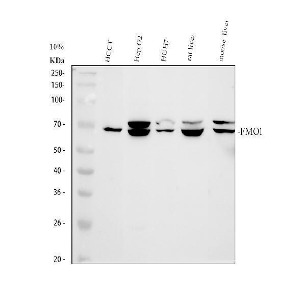 pb9589 fmo1 primary antibodies wb testing 1
