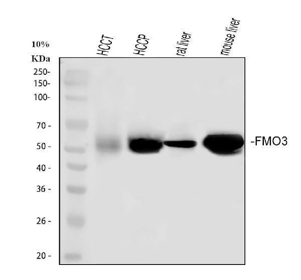  Western blot analysis of FMO3 using anti-FMO3 antibody (PB9590)