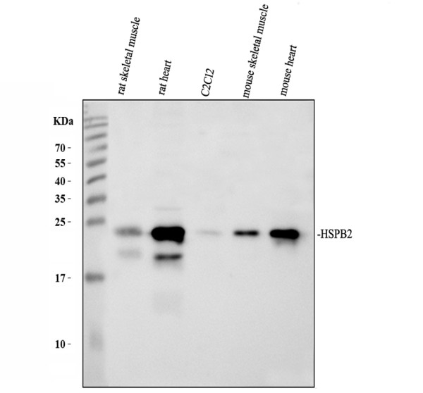 pb9598 hspb2 primary antibodies wb testing 1