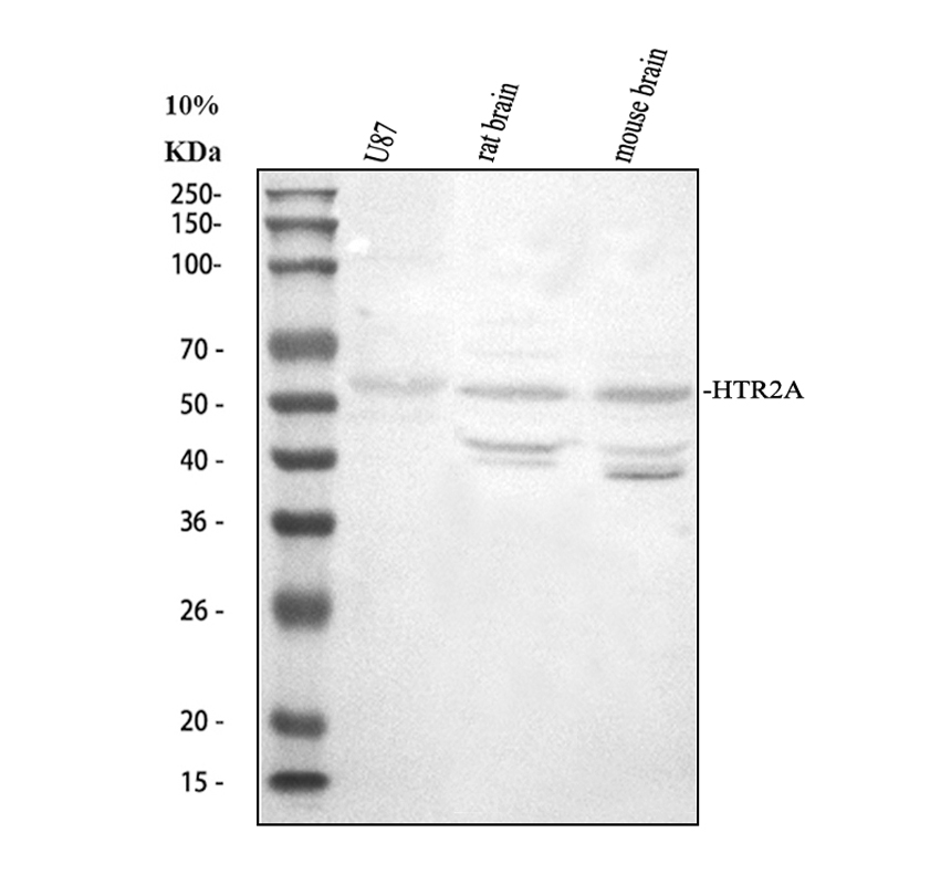 pb9599 htr2a primary antibodies wb testing 1