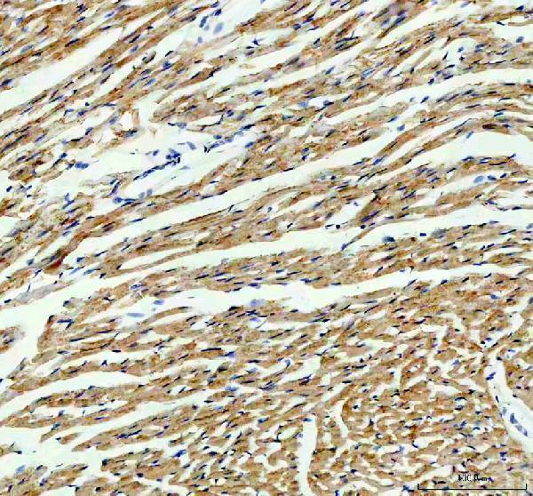 pb9602 idh2 primary antibodies ihc testing 4