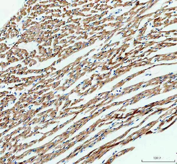 pb9602 idh2 primary antibodies ihc testing 5_1