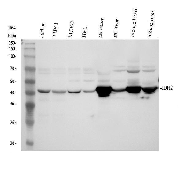  Western blot analysis of IDH2 using anti-IDH2 antibody (PB9602)