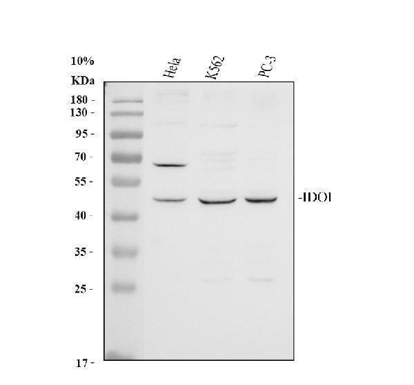 pb9603 ido1 primary antibodies wb testing 1