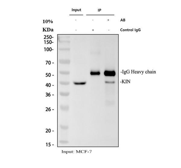 Immunoprecipitating KIN in MCF-7 whole cell lysate
