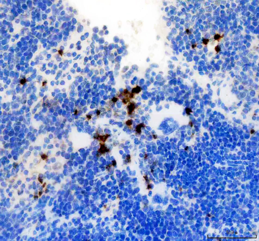 pb9609 lcn2 primary antibodies ihc testing 2