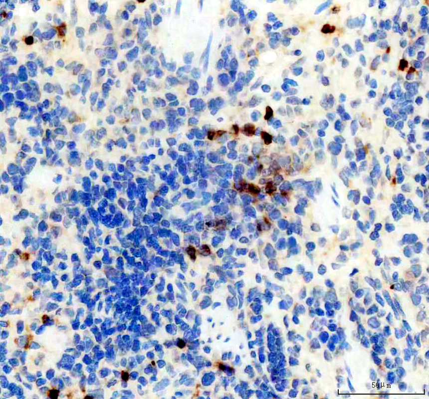pb9609 lcn2 primary antibodies ihc testing 4