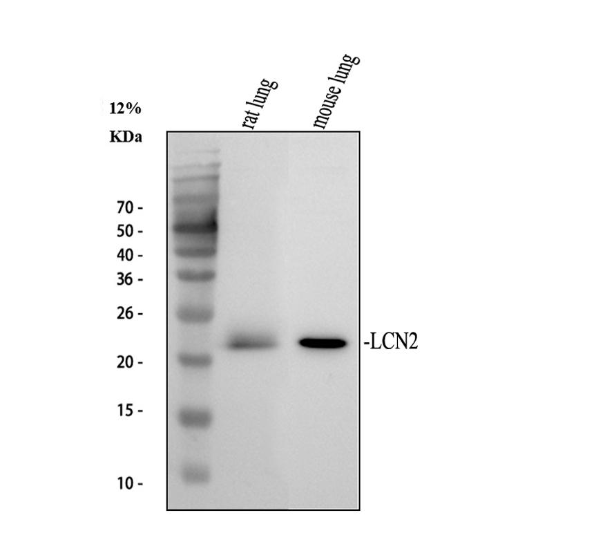 pb9609 lcn2 primary antibodies wb testing 1