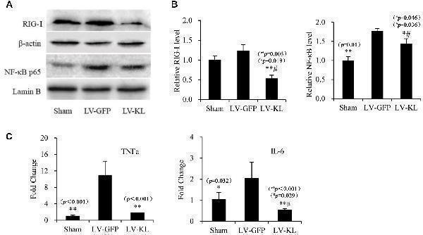 pb9611 fphar 08 00950 g005
