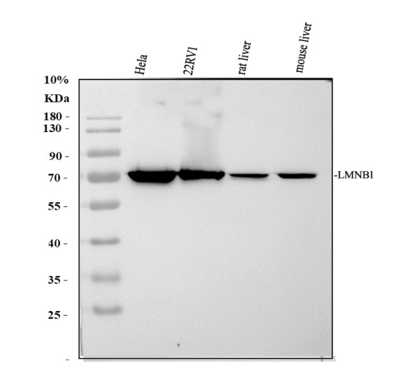 pb9611 lamin b1 primary antibodies wb testing 1