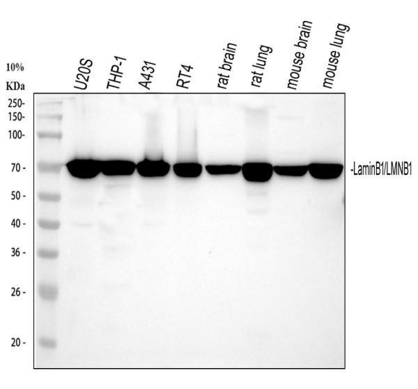 pb9611 lmnb1 primary antibodies wb testing 1_1