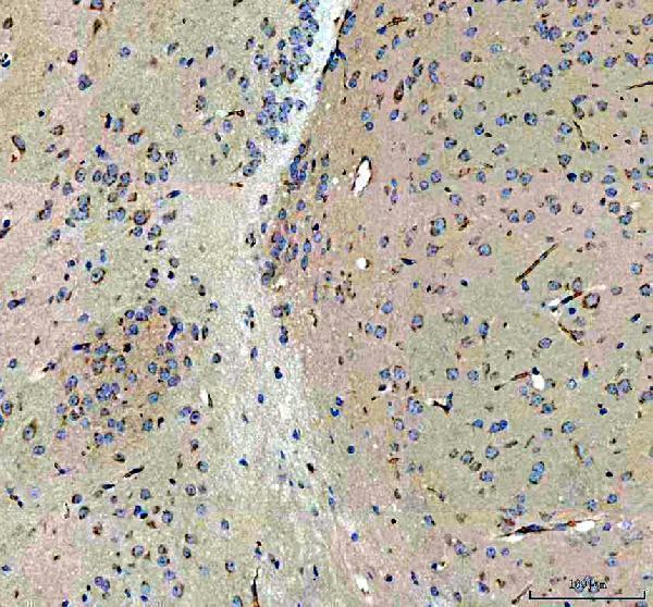 pb9616 otof primary antibodies ihc testing 1