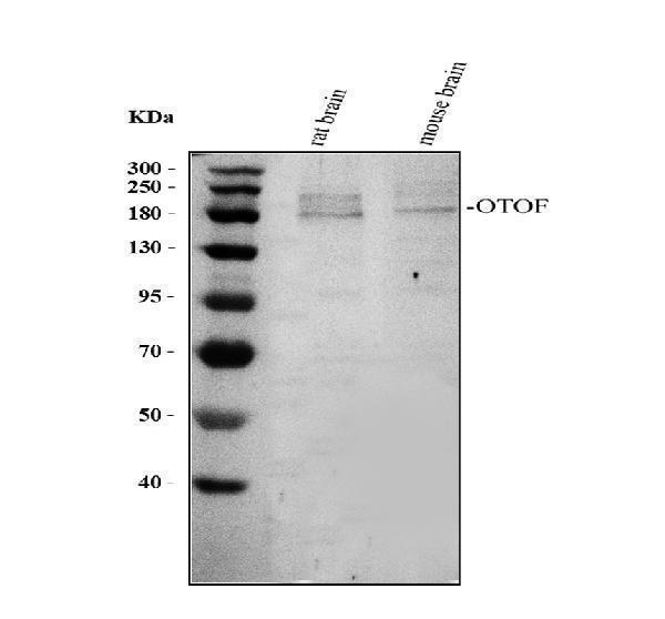 pb9616 otof primary antibodies wb testing 1