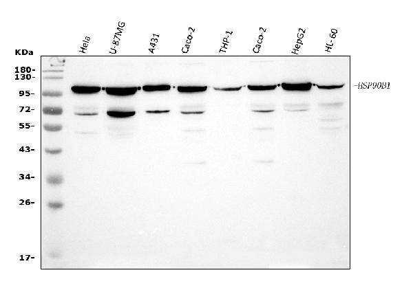 Figure 1. Western blot analysis of GRP94 using anti-GRP94 antibody (PB9637). Electrophoresis was performed on a 5-20% SDS-PAGE gel at 70V (Stacking gel) / 90V (Resolving gel) for 2-3 hours. The sample well of each lane was loaded with 30 ug of sample under reducing conditions. Lane 1: human Hela whole cell lysates, Lane 2: human U-87MG whole cell lysates, Lane 3: human A431 whole cell lysates, Lane 4: huamn CACO-2 whole cell lysates, Lane 5: huamn THP-1 whole cell lysates, Lane 6: huamn CACO-2 whole cell lysates, Lane 7: huamn HepG2 whole cell lysates, Lane 8: huamn HL-60 whole cell lysates. After electrophoresis, proteins were transferred to a nitrocellulose membrane at 150 mA for 50-90 minutes. Blocked the membrane with 5% non-fat milk/TBS for 1.5 hour at RT. The membrane was incubated with rabbit anti-GRP94 antigen affinity purified polyclonal antibody (Catalog # PB9637) at 0.25 microg/mL overnight at 4°C, then washed with TBS-0.1%Tween 3 times with 5 minutes each and probed with a goat anti-rabbit IgG-HRP secondary antibody at a dilution of 1:5000 for 1.5 hour at RT. The signal is developed using an Enhanced Chemiluminescent detection (ECL) kit (Catalog # EK1002) with Tanon 5200 system. A specific band was detected for GRP94 at approximately 100 kDa. The expected band size for GRP94 is at 92 kDa.