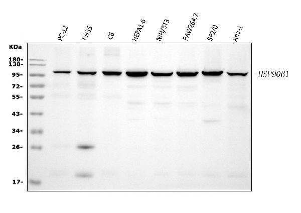 Figure 2. Western blot analysis of GRP94 using anti-GRP94 antibody (PB9637). Electrophoresis was performed on a 5-20% SDS-PAGE gel at 70V (Stacking gel) / 90V (Resolving gel) for 2-3 hours. The sample well of each lane was loaded with 30 ug of sample under reducing conditions. Lane 1: rat PC-12 whole cell lysates, Lane 2: rat RH35 whole cell lysates, Lane 3: rat C6 whole cell lysates, Lane 4: mouse HEPA1-6 whole cell lysates, Lane 5: mouse NIH/3T3 whole cell lysates, Lane 6: mouse RAW264.7 whole cell lysates, Lane 7: mosue SP2/0 whole cell lysates, Lane 8: mouse ANA-1 whole cell lysates. After electrophoresis, proteins were transferred to a nitrocellulose membrane at 150 mA for 50-90 minutes. Blocked the membrane with 5% non-fat milk/TBS for 1.5 hour at RT. The membrane was incubated with rabbit anti-GRP94 antigen affinity purified polyclonal antibody (Catalog # PB9637) at 0.25 microg/mL overnight at 4°C, then washed with TBS-0.1%Tween 3 times with 5 minutes each and probed with a goat anti-rabbit IgG-HRP secondary antibody at a dilution of 1:5000 for 1.5 hour at RT. The signal is developed using an Enhanced Chemiluminescent detection (ECL) kit (Catalog # EK1002) with Tanon 5200 system. A specific band was detected for GRP94 at approximately 100 kDa. The expected band size for GRP94 is at 92 kDa.