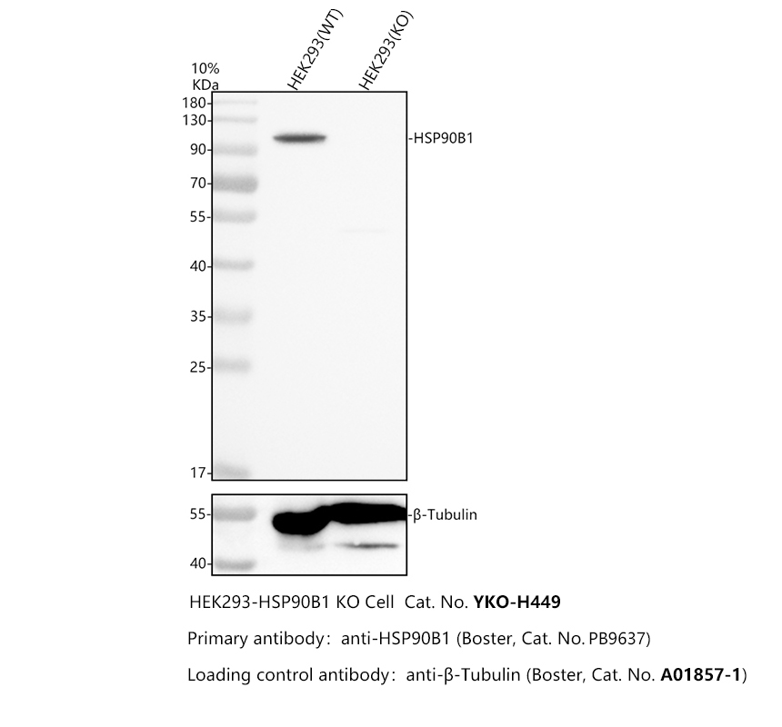 pb9637 hsp90b1 primary antibodies wb testing 3_1