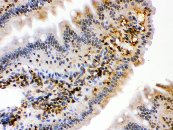 pb9639 2 ihc anti hspa2 picoband antibody